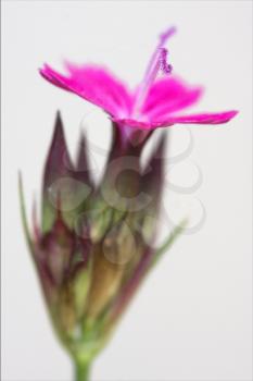 wild violet carnation  epilobium parviflorum hirstum sylvestris