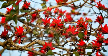 in south africa close up of erythrina lysistemon flower plant and clear sky