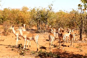 in kruger parck south africa wild impala in the winter bush