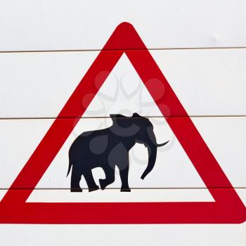 blur in south africa close up of the elephant  sign like    texture background