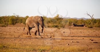 blur in south africa   kruger  wildlife  nature  reserve and  wild elephant