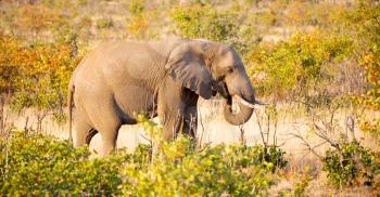 blur in south africa   kruger  wildlife  nature  reserve and  wild elephant