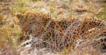 blur in south africa kruger natural park wild leopard resting after hounting