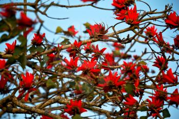 in south africa close up of erythrina lysistemon flower plant and clear sky