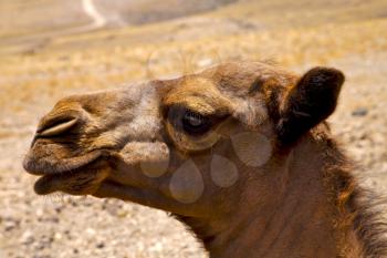 timanfaya spain africa puppy brown dromedary bite in the volcanic  lanzarote 

