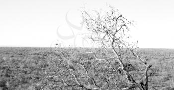 in south africa old tree and his branches in the clear sky like abstract background