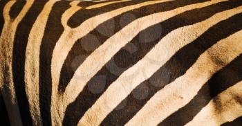 blur in south africa   kruger  wildlife    nature  reserve and  wild zebra skin abstract background