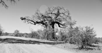 blur     in south africa rocky street and baobab near the bush and natural park