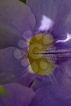 macro close up of a flower in bahamas background nature
