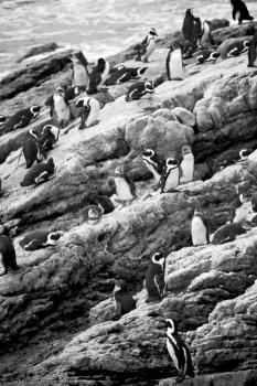 blur in south africa   betty's bay wildlife  nature  reserve birds  penguin and rocks