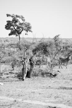 blur in south africa    kruger     wildlife  nature  reserve and  wild zebra