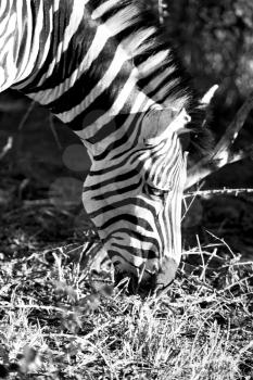 blur in south africa   mlilwane wildlife  nature  reserve and wild zebra