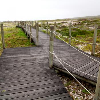 in south  africa beach walkway  near indian ocean flower  sky and rock