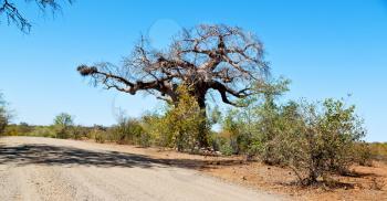 blur     in south africa rocky street and baobab near the bush and natural park