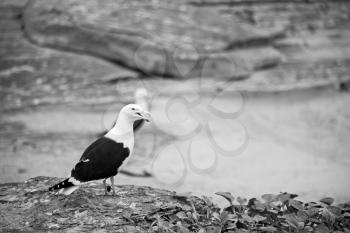 seagull   in south africa   coastline cape of good hope  and natural park reserve