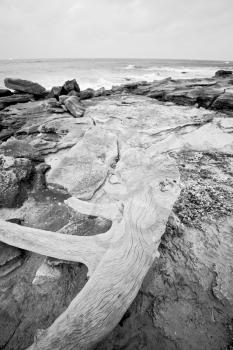 blur  in south africa    branch dead  tree coastline of st lucia and winter season