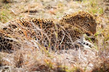 blur in south africa kruger natural park wild leopard resting after hounting