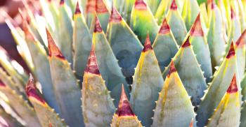 blur  in  south africa  abstract leaf of cactus plant and light