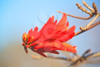 in south africa close up of erythrina lysistemon flower plant and clear sky