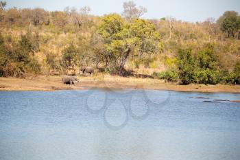 blur in south africa    kruger  wildlife  nature  reserve and  wild elephant