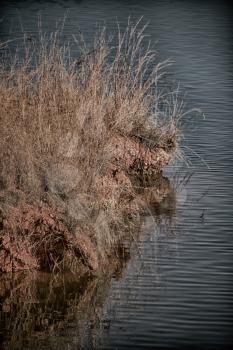 in lesotho mlilwane wildlife santuary the pound lake and  tree reflection in water