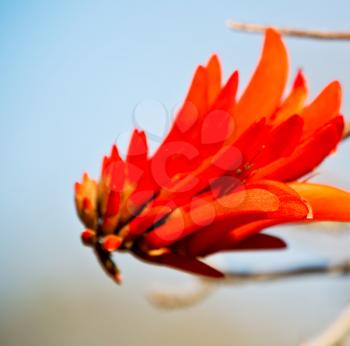 in south africa close up of erythrina lysistemon flower plant and clear sky