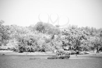 blur in south africa    kruger  wildlife  nature  reserve and  wild hippopotamus