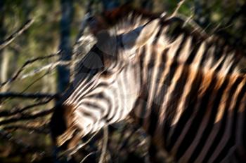 blur in south africa   mlilwane wildlife  nature  reserve and wild zebra