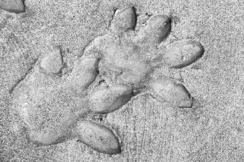 blur     in south africa  dirty footprint of wild animal marked the cement