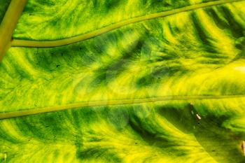 rear of a leaf and the light line veins and concept background