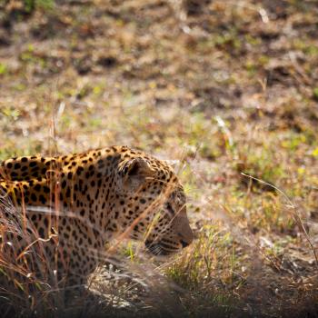 blur in south africa kruger natural park wild leopard resting after hounting