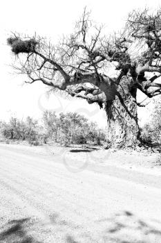 blur     in south africa rocky street and baobab near the bush and natural park