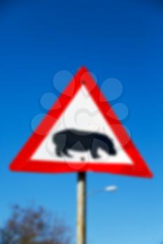 blur in south africa close up of the hippopotamus  sign like    texture background