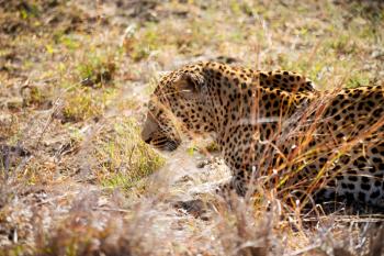 blur in south africa kruger natural park wild leopard resting after hounting