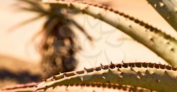 blur  in  south africa  abstract leaf of cactus plant and light