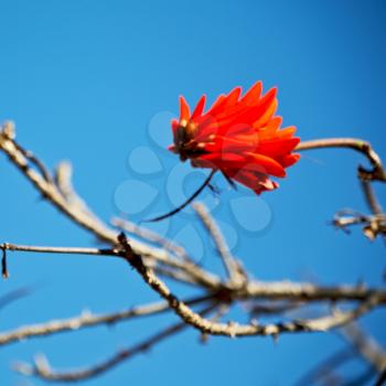 in south africa close up of erythrina lysistemon flower plant and clear sky