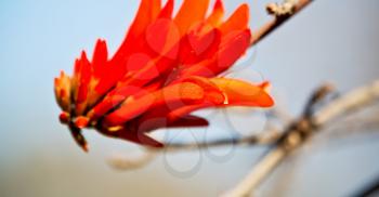 in south africa close up of erythrina lysistemon flower plant and clear sky