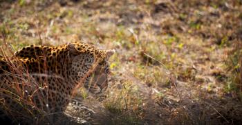 blur in south africa kruger natural park wild leopard resting after hounting