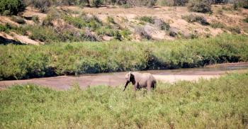 blur in south africa    kruger  wildlife  nature  reserve and  wild elephant