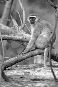 blur in south africa   kruger  wildlife  nature  reserve and  wild monkey