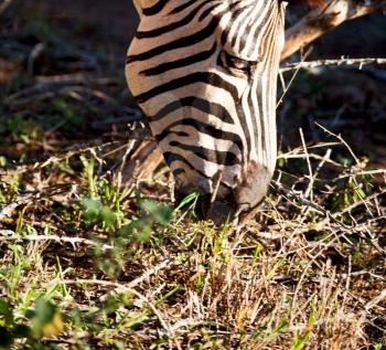 blur in south africa   mlilwane wildlife  nature  reserve and wild zebra