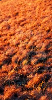 blur in  south africa  abstract grass like background texture