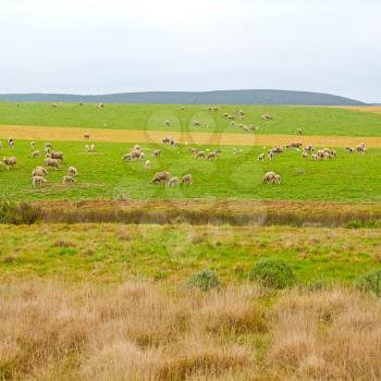 blur in south africa plant      land bush   and sheep  near the  hill