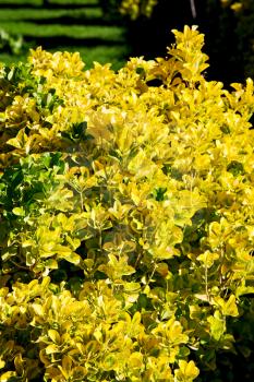 blur in the spring colors    flowers and   garden 