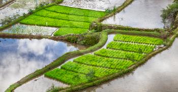 blur  in  philippines  terrace field for coultivation of rice  from banaue unesco site 
