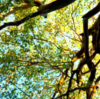 blur in south africa  wildlife   plant and tree in the national park 