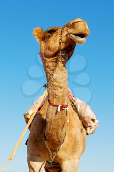 dromedary near the sky in oman empty quarter of desert a  free 