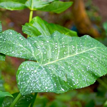 some drops in a leaf after   the rain like background wallpaper
