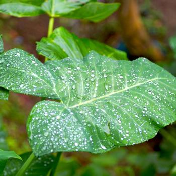 some drops in a leaf after   the rain like background wallpaper