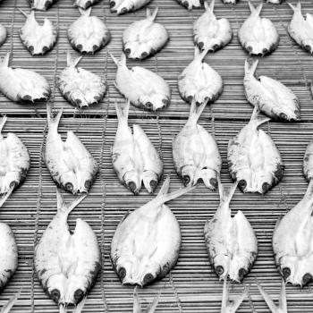 blur  in  philippines   lots of fish salted and dry preparation for the market